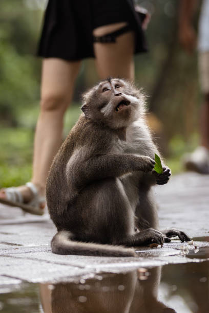 istock Monkey is looking up on the street. 2192974840