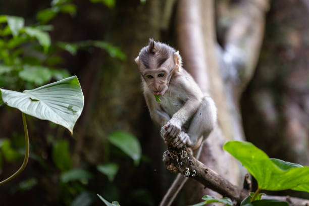 Monkeys are an important part of Bali island life. There are many wild monkeys living in the streets and forests of Bali Island.Indonesia.