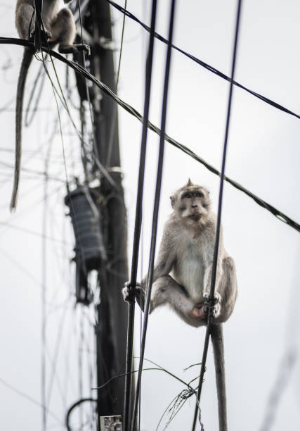 Monkey is standing on electric cables on street of Ubud.