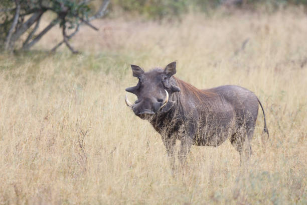 istock Warzenschwein / Warthog / Phacochoerus africanus 2192974990