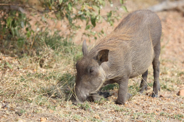 istock Warzenschwein / Warthog / Phacochoerus africanus 2192974994