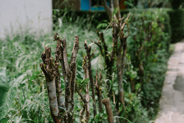istock A fence made from several wooden tree trunks, 2192975811