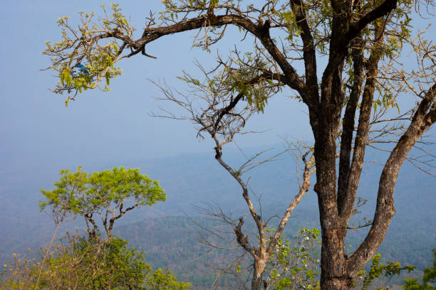 Trees in peak of Ban Pong lookout  in Chiang Mai province
