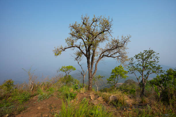 istock Sky with trees above Ban Pong lookout 2192975941