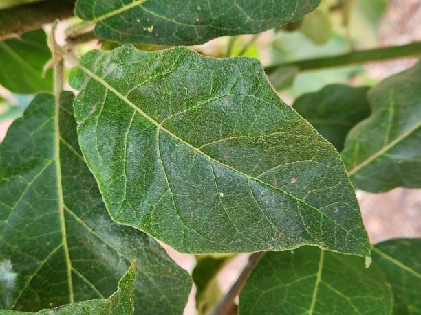 istock Jurubeba Leaf: Natural Beauty and Functionality. Jurubeba Leaf: Texture Details and Well-Defined Veins. 2192976992