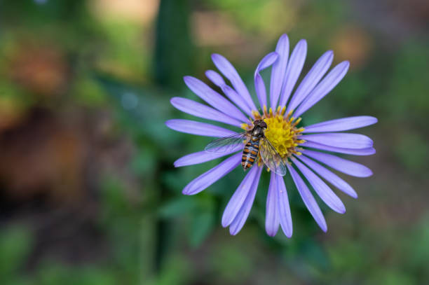 A detailed close-up of a hoverfly resting on a vibrant purple flower with a yellow center. The image captures the delicate interaction between insect and plant in a natural garden setting.