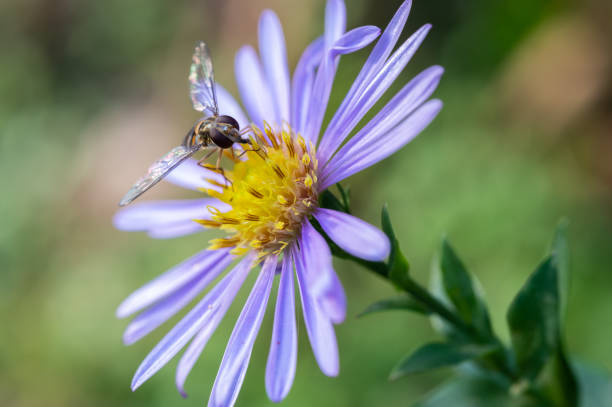 Bee on Erigeron flower