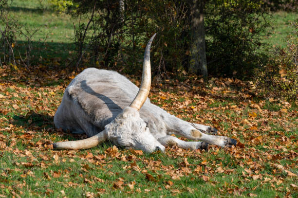 A Hungarian Grey Cattle with prominent curved horns resting on a bed of autumn leaves in a serene rural setting. The natural surroundings highlight the peacefulness of the animal in the warm sunlight.