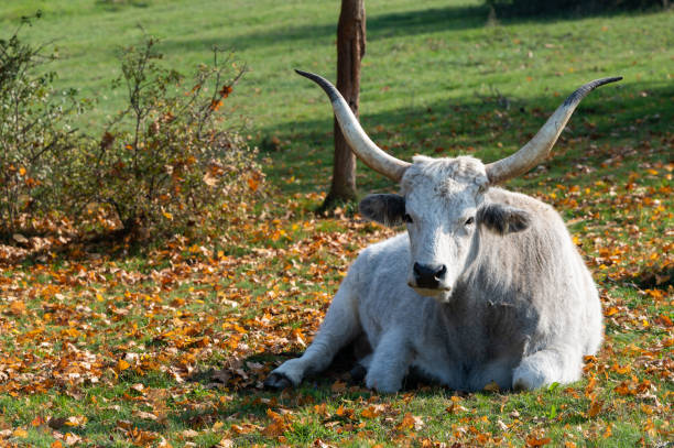 A scenic shot of Hungarian Grey cattle on a posture in the meadow