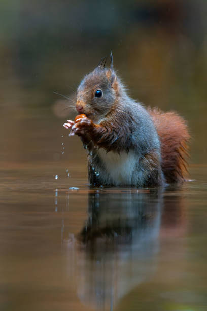 Eurasian red squirrel (Sciurus vulgaris) searching for food in winter in a pond in the forest of Drunen, Noord Brabant in the Netherlands.