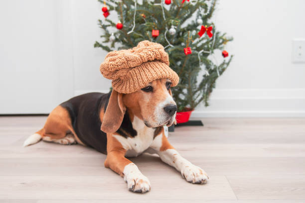 sad beagle dog sits near christmas tree without gift