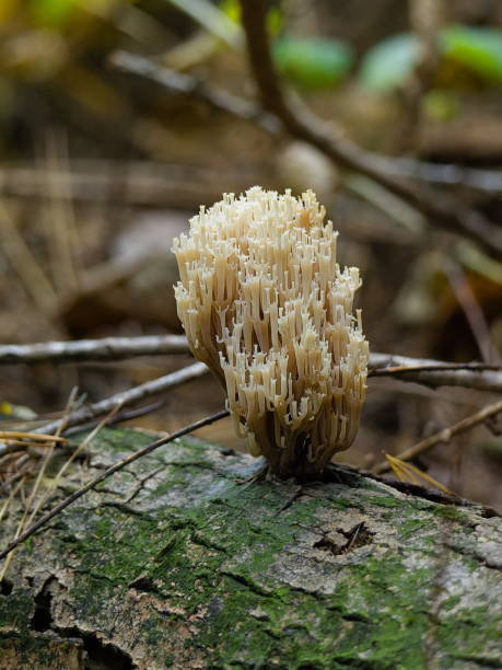 istock Artomyces pyxidatus mushroom a tree stump 2192979796