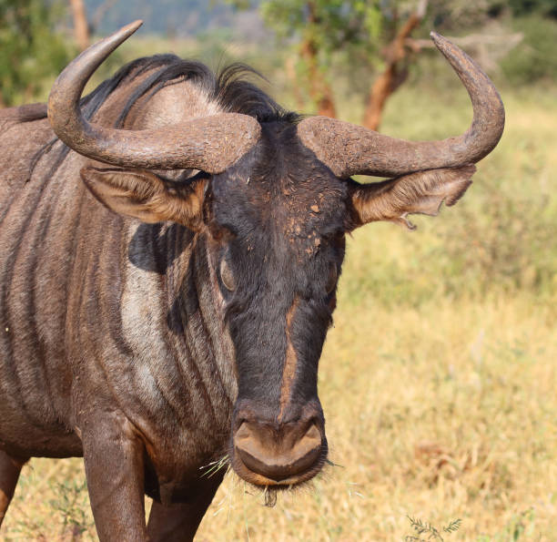 Wildebeest in Serengeti National Park, Tanzaniat