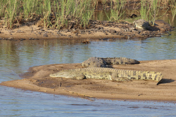 istock Nilkrokodil / Nile crocodile / Crocodylus niloticus 2192980025