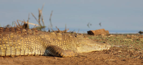istock Nilkrokodil / Nile crocodile / Crocodylus niloticus 2192980028