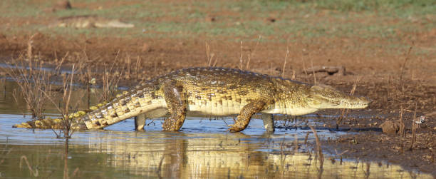istock Nilkrokodil / Nile crocodile / Crocodylus niloticus 2192980315
