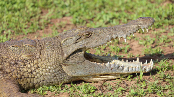 istock Nilkrokodil / Nile crocodile / Crocodylus niloticus 2192980622