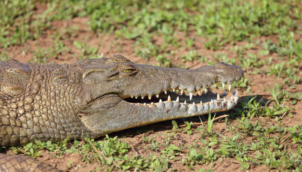 istock Nilkrokodil / Nile crocodile / Crocodylus niloticus 2192980728