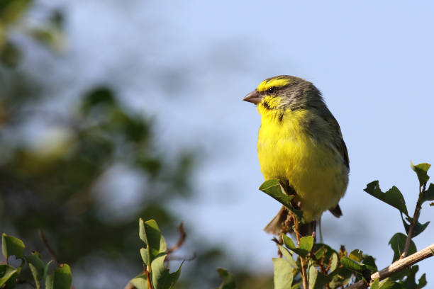 Mosambikgirlitz / Yellow-fronted canary / Crithagra mozambica