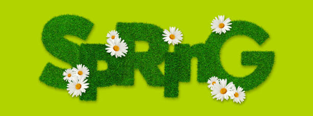 Spring flowers in sunny garden