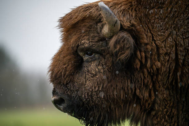 Close-up of bison head in rain with wet fur and focused expression. Bison profile showing large horn and distinct features