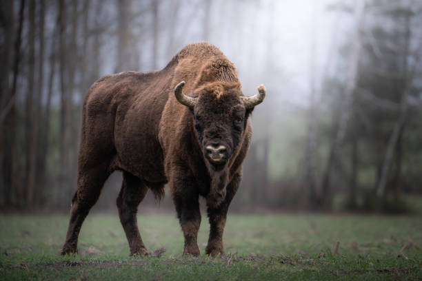 istock European Bison in Misty Forest 2192982305