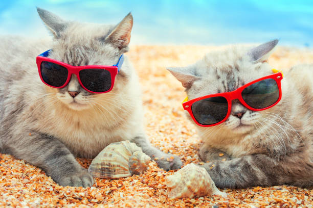 istock Two funny cats wearing sunglasses relaxing on the beach 2192983573