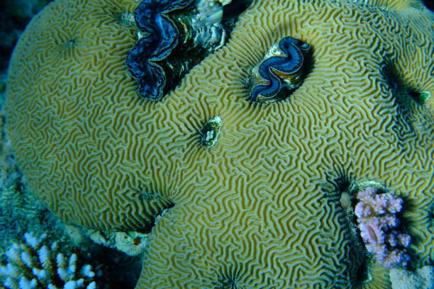 istock Lesser valley coral (Platygyra daedalea) undersea 2192984530
