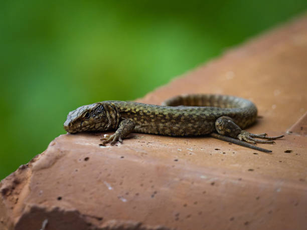 istock Common wall lizard sunning on a concrete block / Podarcis muralis 2192986200