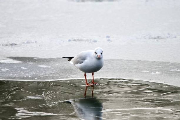istock Black headed gull birds stood on frozen water and ice 2192986821
