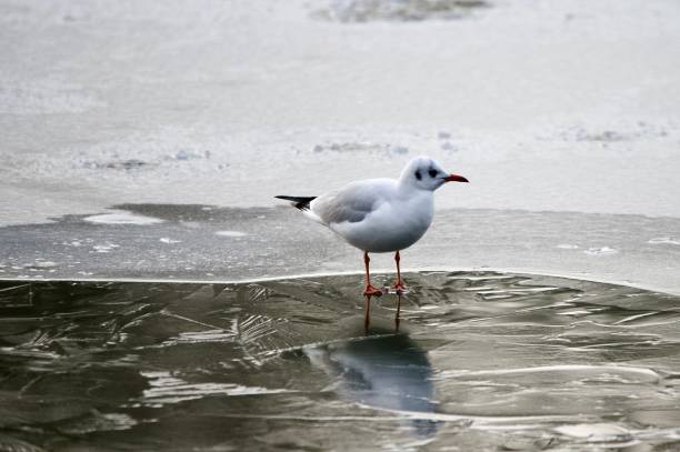 istock Black headed gull birds stood on frozen water and ice 2192986824