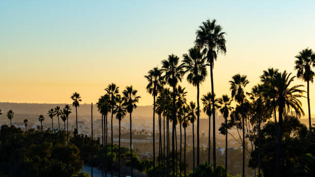 Palm Trees at sunset near Downtown Los Angeles