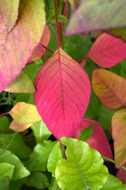 istock A pink leaf on a flower plant. It's a beautiful leaf. 2192986952