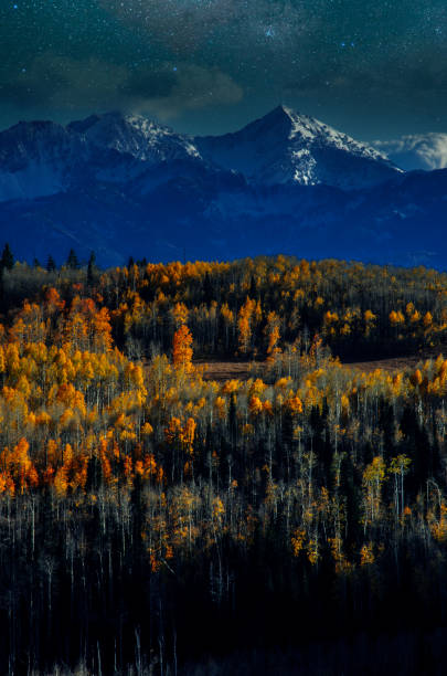 aspen trees in autumn in Colorado