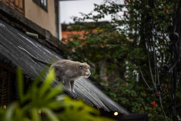 Monkeys are an important part of Bali island life. There are many wild monkeys living in the streets of Bali Island, Indonesia.