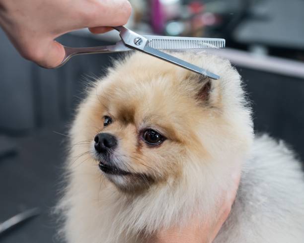 Professional Pet Services