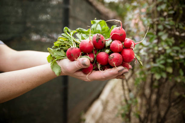 radish plants growing in the greenhouse, radish cultivation.