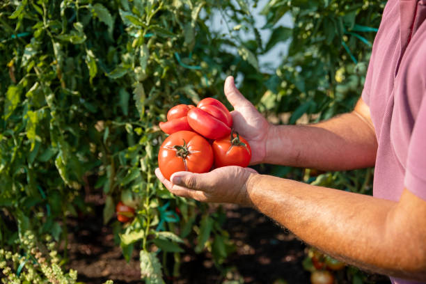 istock Man farmer with fresh picked up tomatoes 2192992906
