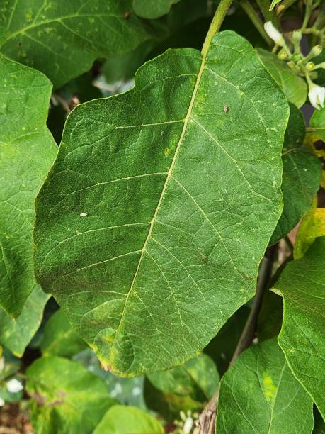 istock Jurubeba Leaf: Natural Beauty. The Solanum paniculatum leaf is broad, oval-shaped, and slightly rough in texture, with irregular edges and a vibrant green hue. Its surface features well-defined veins that create a striking natural pattern. 2192992955