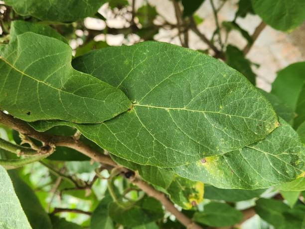 istock Jurubeba Leaf: Natural Beauty. The Solanum paniculatum leaf is broad, oval-shaped, and slightly rough in texture, with irregular edges and a vibrant green hue. Its surface features well-defined veins that create a striking natural pattern. 2192992970
