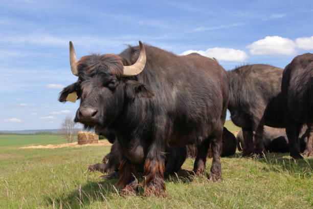 istock A black buffalo stands under a clear blue sky. 2192993047