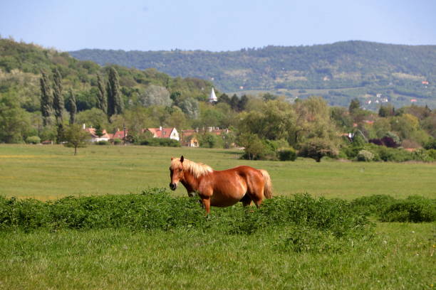 istock Majestic brown horse. 2192993049