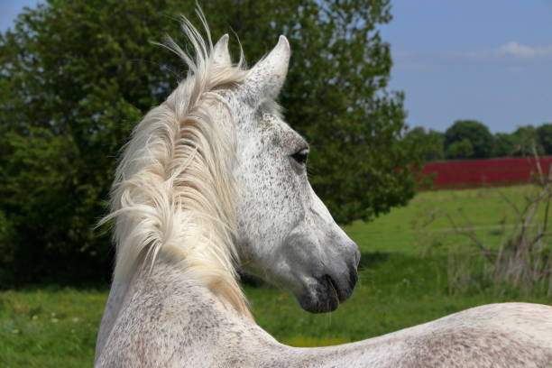 A beautiful white horse stands in the foreground.