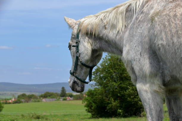 istock Majestic white horse. 2192993181