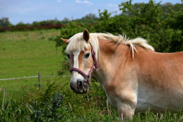 istock Majestic brown horse. 2192993201