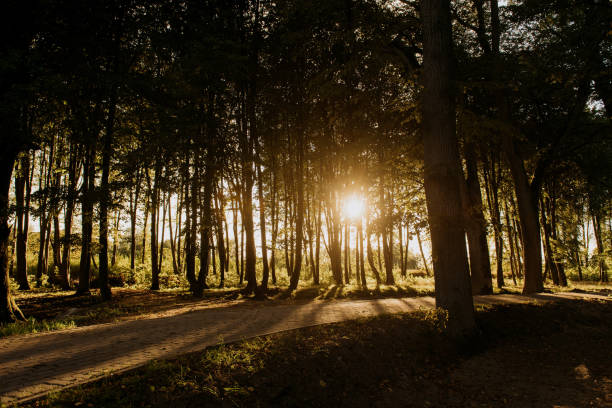 The brilliant sun is shining brightly through the trees that are nestled in the beautiful forest, creating a stunning visual effect