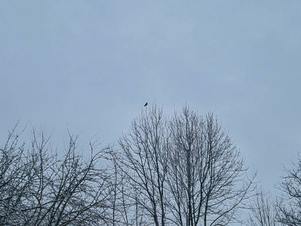 istock A solitary bird perched atop barren branches against a gray sky, reflecting a tranquil winter atmosphere. 2192996171