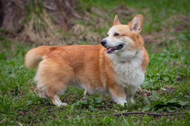 istock Beautiful cute Welsh Corgi dog posing for the camera during a summer walk. 2192996501