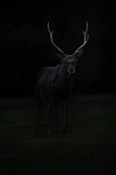 Dark full body portrait of a deer coming out of a forest