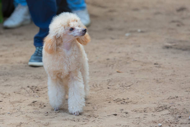 The Poodle,  a breed of water dog. The breed is divided into four varieties based on size,